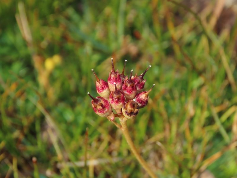 Samolus spathulatus, photographed by Nicolás Lavandero