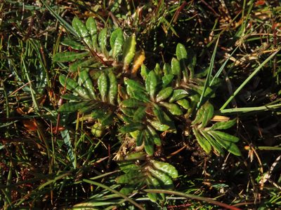 Eriachaenium magellanicum, photographed by Nicolás Lavandero