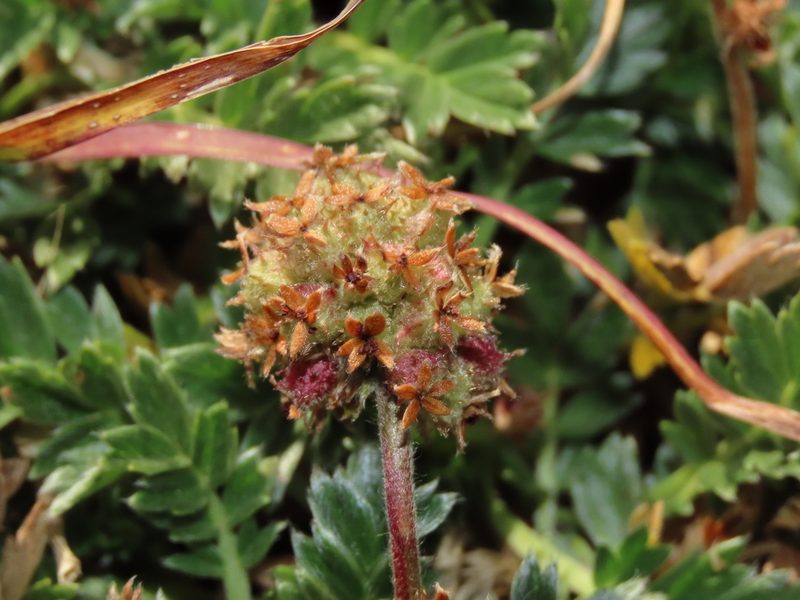Acaena sericea, photographed by Nicolás Lavandero