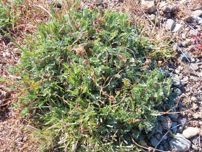 Acaena sericea, photographed by Nicolás Lavandero