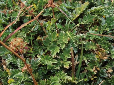 Acaena sericea, photographed by Nicolás Lavandero