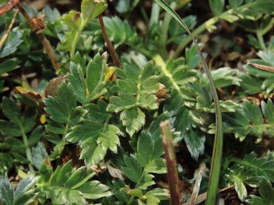 Acaena sericea, photographed by Nicolás Lavandero