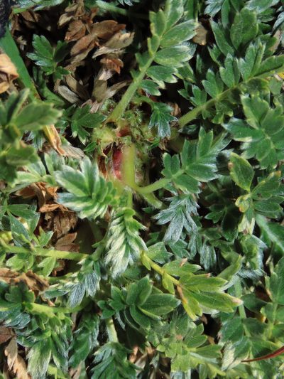 Acaena sericea, photographed by Nicolás Lavandero