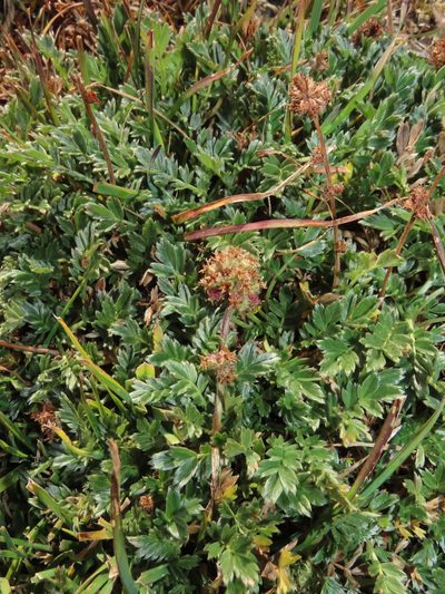 Acaena sericea, photographed by Nicolás Lavandero