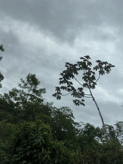Cecropia distachya, photographed by Jared Shorma