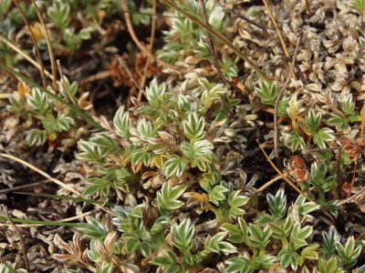 Acaena caespitosa, photographed by Nicolás Lavandero