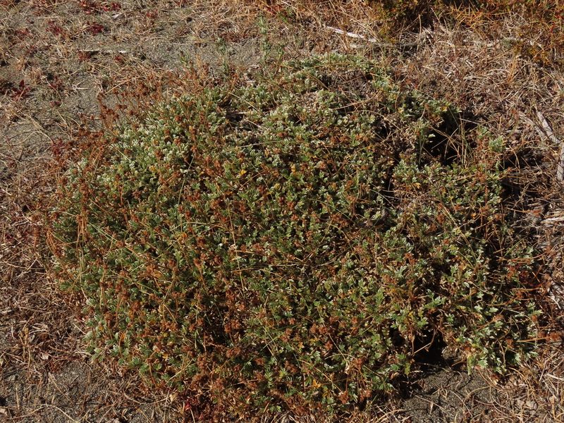 Acaena caespitosa, photographed by Nicolás Lavandero