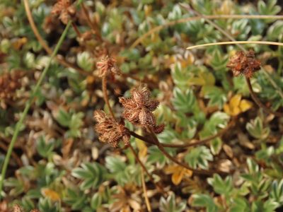 Acaena caespitosa, photographed by Nicolás Lavandero