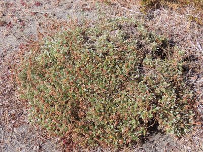 Acaena caespitosa, photographed by Nicolás Lavandero