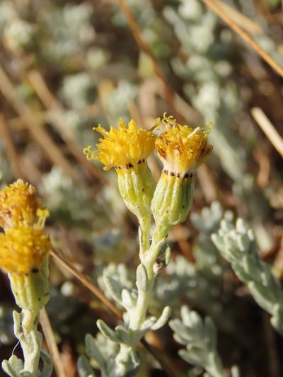 Senecio patagonicus, photographed by Nicolás Lavandero