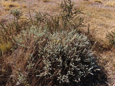 Senecio patagonicus, photographed by Nicolás Lavandero