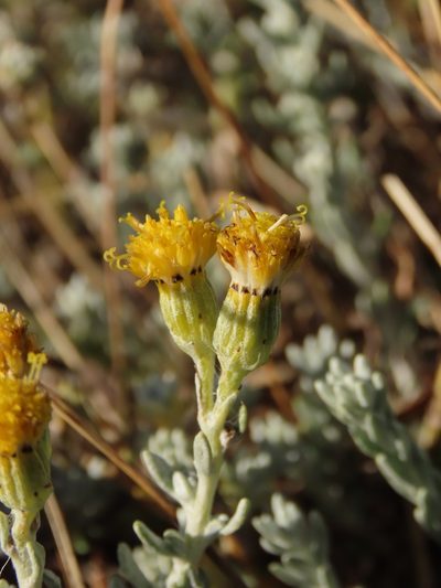 Senecio patagonicus, photographed by Nicolás Lavandero