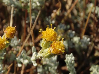 Senecio patagonicus, photographed by Nicolás Lavandero