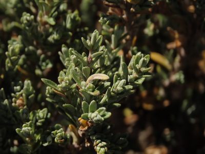 Chiliotrichum fuegianum, photographed by Nicolás Lavandero