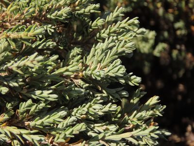 Chiliotrichum fuegianum, photographed by Nicolás Lavandero