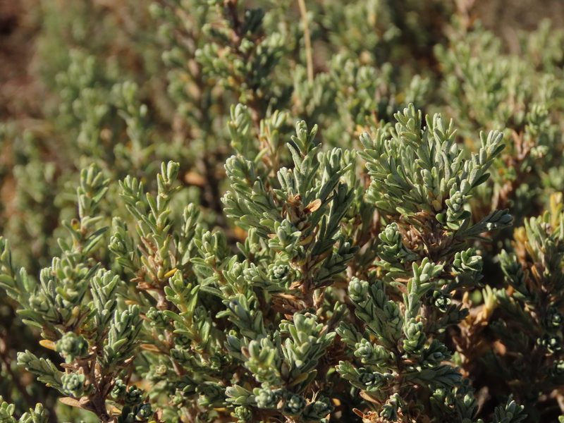 Chiliotrichum fuegianum, photographed by Nicolás Lavandero