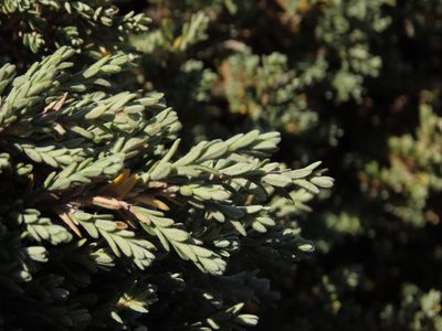 Chiliotrichum fuegianum, photographed by Nicolás Lavandero