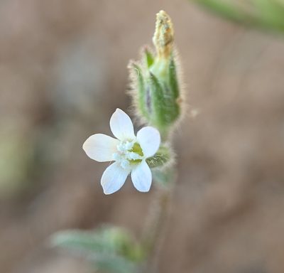 Gilia clivorum, photographed by Alex Heyman
