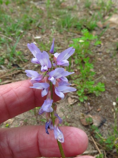 Astragalus distortus, photographed by Annika Lindqvist
