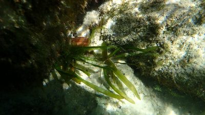 Vallisneria americana, photographed by John Abrams