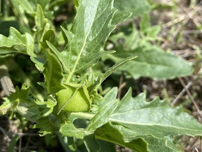 Tetragonotheca texana, photographed by Reid Hardin