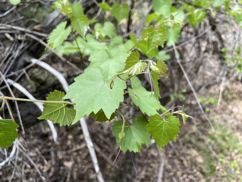 Vitis berlandieri, photographed by Reid Hardin
