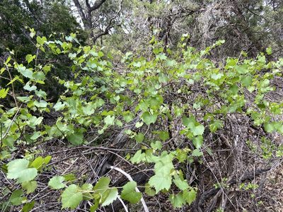 Vitis berlandieri, photographed by Reid Hardin