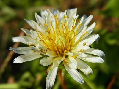 Taraxacum albidum, photographed by heikindai_87