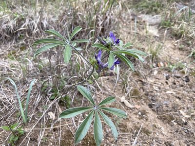 Pediomelum latestipulatum, photographed by Reid Hardin