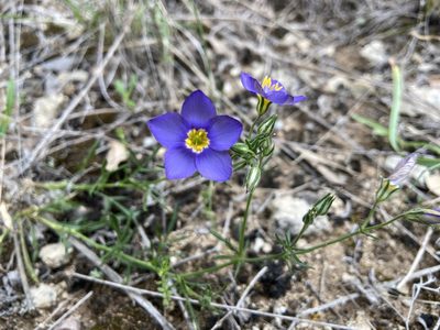 Giliastrum rigidulum, photographed by Reid Hardin