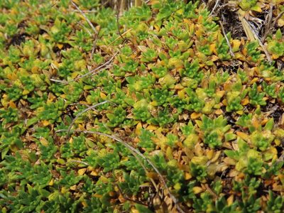 Azorella monantha, photographed by Nicolás Lavandero
