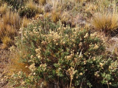 Chiliotrichum diffusum, photographed by Nicolás Lavandero