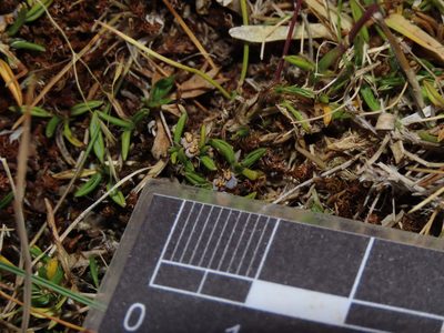 Azorella filamentosa, photographed by Nicolás Lavandero