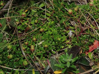 Baccharis magellanica, photographed by Nicolás Lavandero