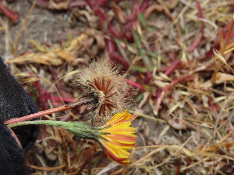 Hypochaeris patagonica, photographed by Nicolás Lavandero