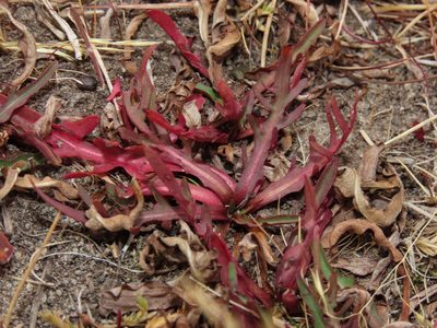 Hypochaeris patagonica, photographed by Nicolás Lavandero