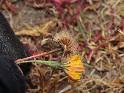 Hypochaeris patagonica, photographed by Nicolás Lavandero