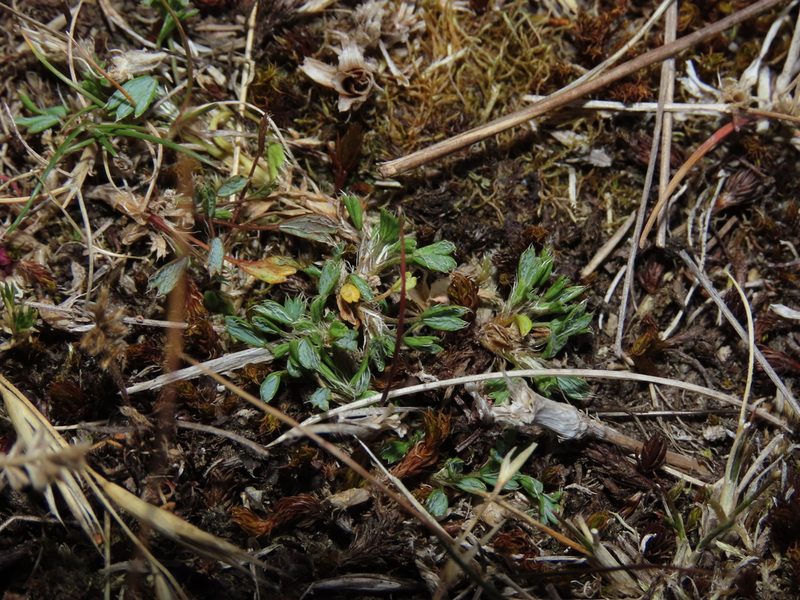 Azorella fuegiana, photographed by Nicolás Lavandero