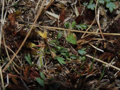 Azorella fuegiana, photographed by Nicolás Lavandero