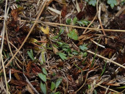 Azorella fuegiana, photographed by Nicolás Lavandero