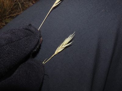 Rytidosperma virescens, photographed by Nicolás Lavandero