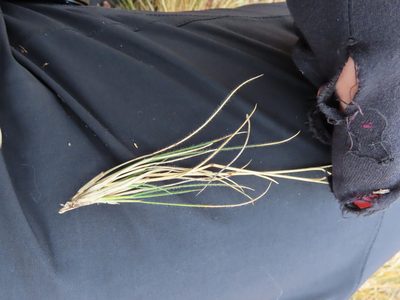 Rytidosperma virescens, photographed by Nicolás Lavandero