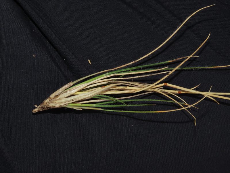 Rytidosperma virescens, photographed by Nicolás Lavandero