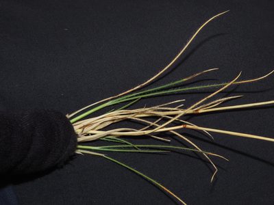 Rytidosperma virescens, photographed by Nicolás Lavandero