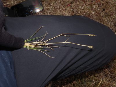 Rytidosperma virescens, photographed by Nicolás Lavandero