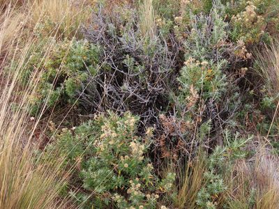 Chiliotrichum diffusum, photographed by Nicolás Lavandero