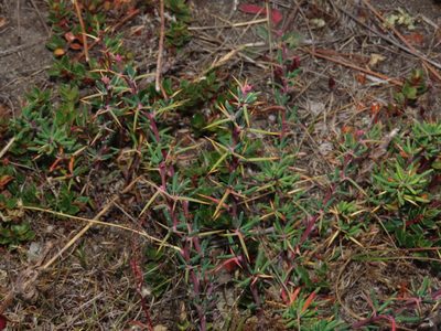 Berberis empetrifolia, photographed by Nicolás Lavandero