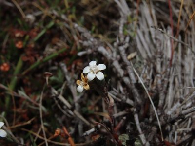 Nassauvia darwinii, photographed by Nicolás Lavandero