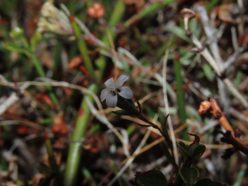 Nassauvia darwinii, photographed by Nicolás Lavandero