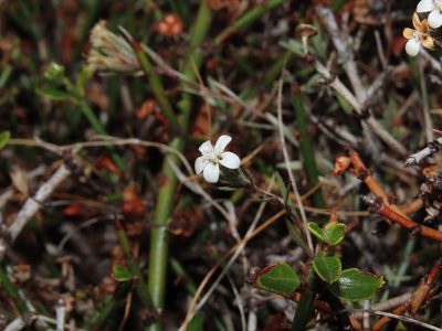 Nassauvia darwinii, photographed by Nicolás Lavandero